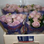 Blossoms Bubbles 50cm