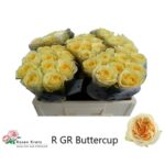 Buttercup 50cm