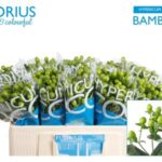 Hyp Coco Bamboo 40cm