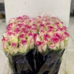 Dance D Meilland 60cm