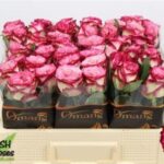 Glendor Summerhouse 40cm