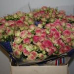 Jolly Trendsetter 50cm