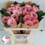 Northange Abbey 40cm