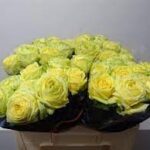 Country Papillo 40 cm