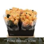 Prima donna 40cm
