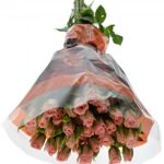 Olympia sensation 70cm