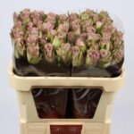 Samantha Bridal 70cm