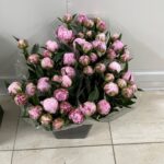 Peonia Sarah Bernhardt 70cm (locale)