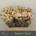 Sweet 4 tune 60cm