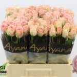 Sweet surrender 60cm