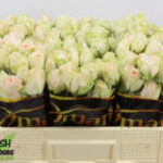 Tender Blossoms  60cm