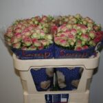 Jolly Trendsetter 70cm