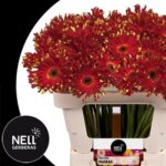 Ge Kv Pastini Parma 50cm