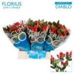 Hyp Coco Diablo 40cm