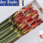 Amaryllis Showmaster (12)