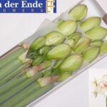 Amaryllis Nymph (10)