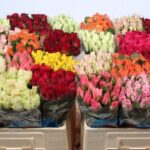 Gemengd (misto) 40cm