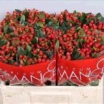 Hyp True romance 40cm