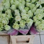 Avalanche 70cm (locale)