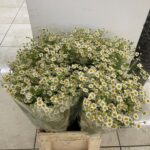 Camomilla 70cm (locale)