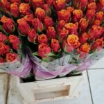 Cherry Brandy 70cm (locale)