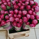 Deep water 70cm (locale)