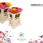 Ge Na Germicro (misti)