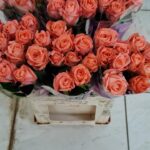 Julischka 70cm (locale)