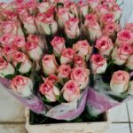 Jumilia 70cm (locale)