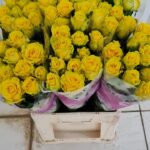 Penny Lane 70cm (locale)