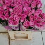 Revival 70cm (locale)