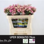 Super Sensation 70cm