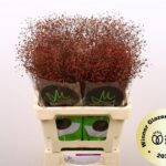 Talin Pan Long Jhon 60cm