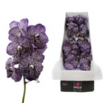 Vanda sunanda jeff leatham (16)