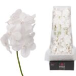 Vanda tayanee diamond white (25)