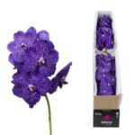 Vanda nitaya tweed blue (16)