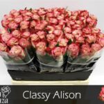 Classy Allison 60cm