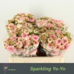 Sparkling yo-yo 50cm