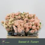 Sweet 4 tune 50cm