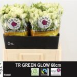 Green Glow 60cm
