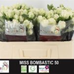 Miss Bombastic 70cm