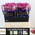 Class Sensation 60cm