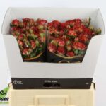 Chocola Bubbles 50cm