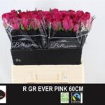Ever Pink 60cm