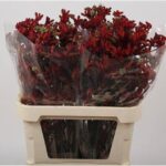 Anigoz early spring 60cm