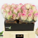 Brigitte Bardot 40cm