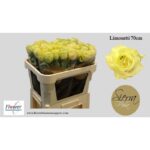Limonetti 70cm