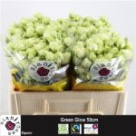 Green Glow 50cm