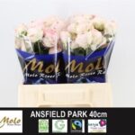 Mansfield Park  40cm