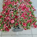 Minuetto 60cm (locale)